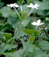 Image of Plumbago zeylanica L.