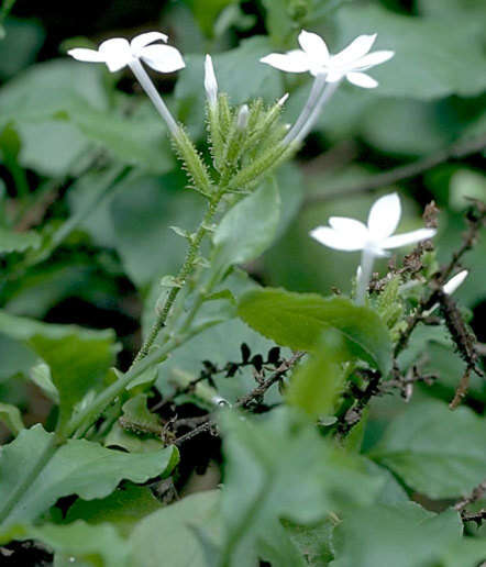 Image of Plumbago zeylanica L.