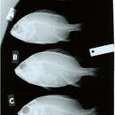 Image of Cardinal soldierfish