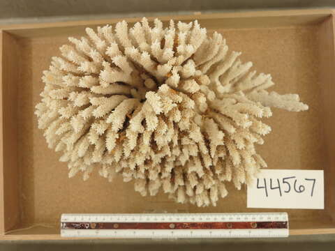 Image of Staghorn coral