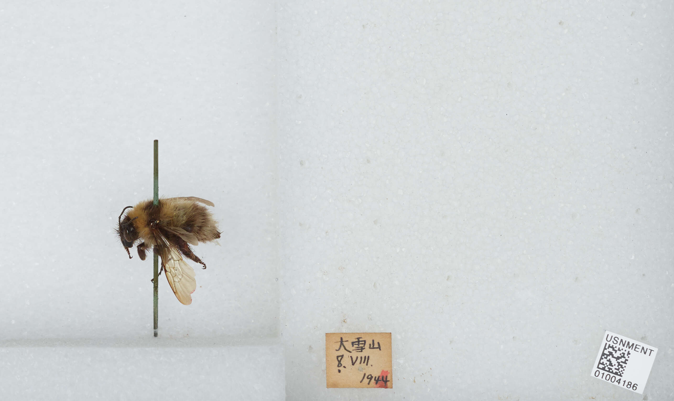 Imagem de Bombus diversus Smith 1869