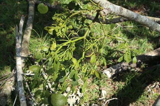 Image of Dendrophthora leucocarpa (Patschovsky) Trel.