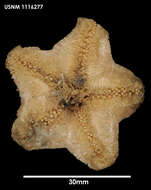 Pteraster stellifer Sladen 1882 resmi