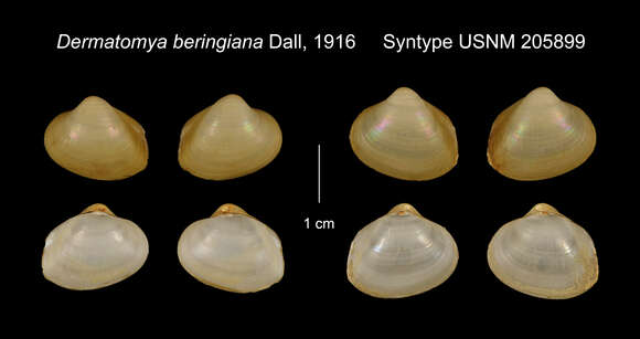 Image of Dermatomya beringiana Dall 1916