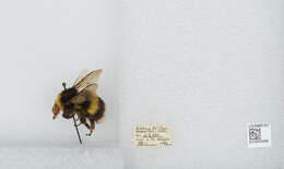 Image of White-tailed bumblebee