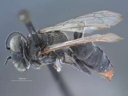 Image of Crabronid wasp