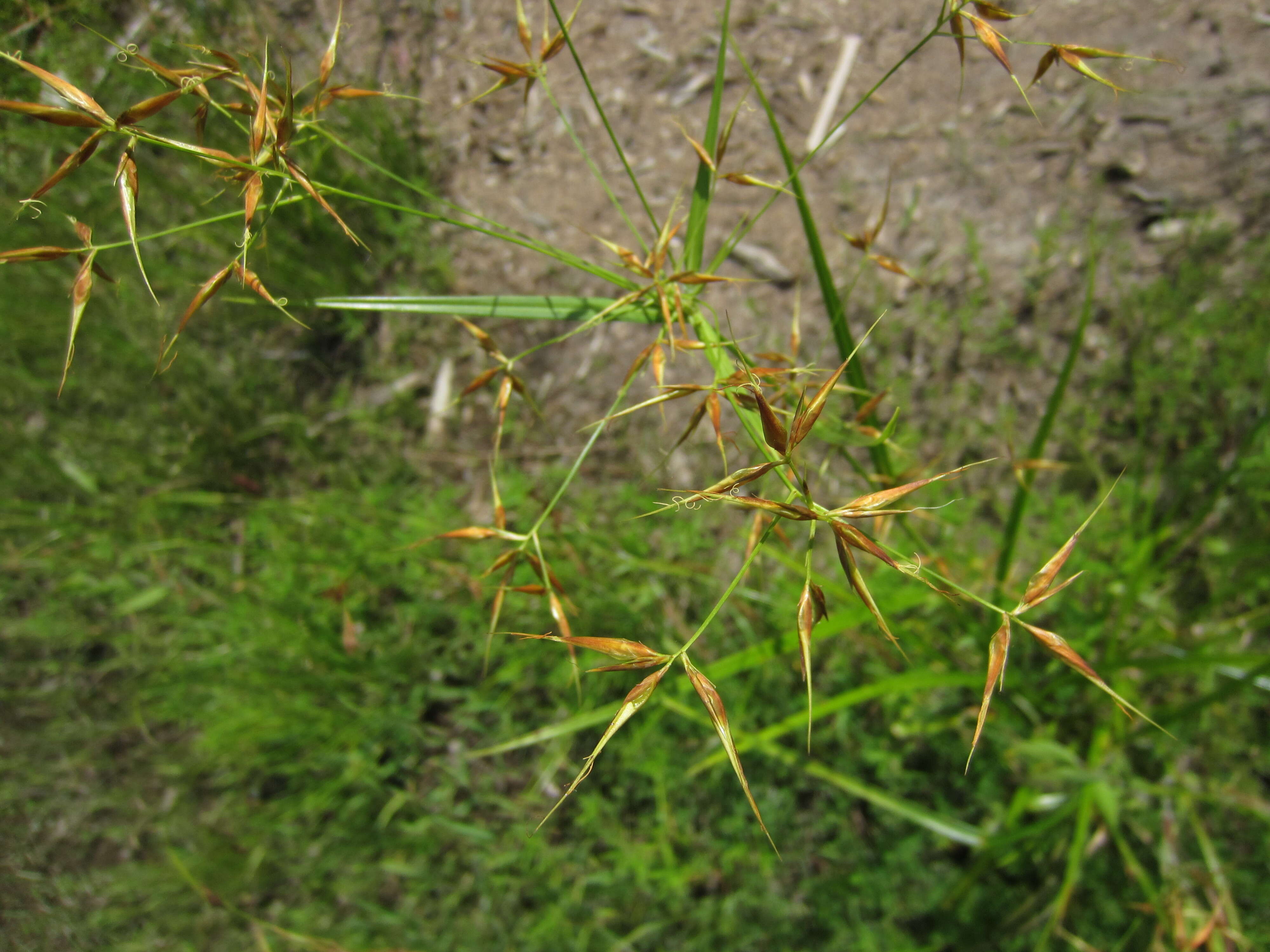 Imagem de Rhexia virginica L.