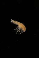 Image of Amphipoda