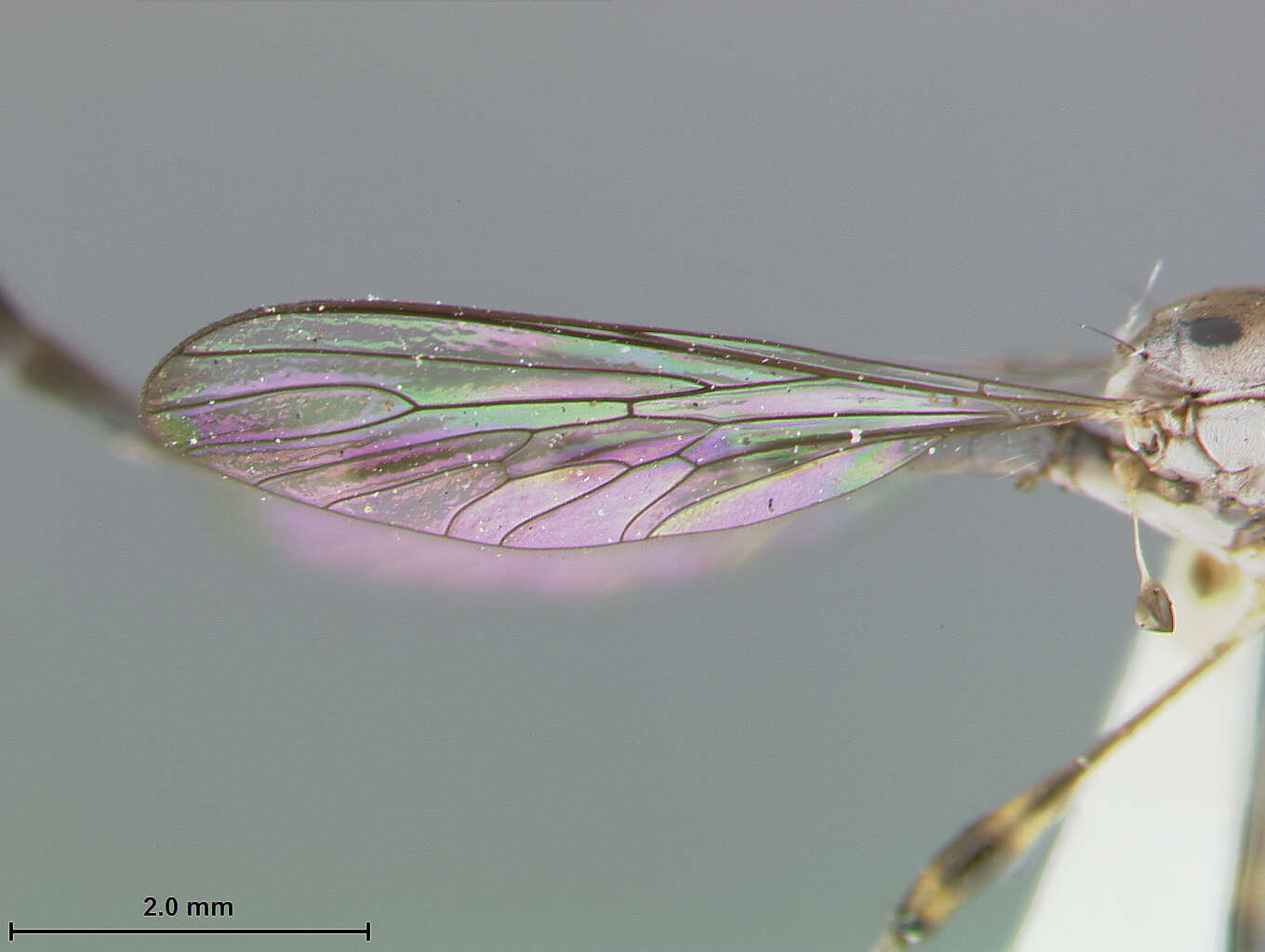 Image of Leptogaster martini Farr 1963