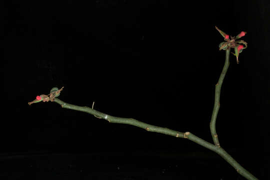 Image of Euphorbia cymbifera (Schltdl.) V. W. Steinm.