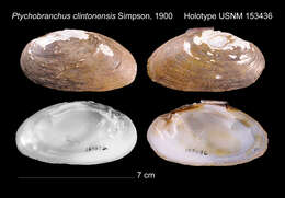 Imagem de Ptychobranchus clintonensis Simpson 1900