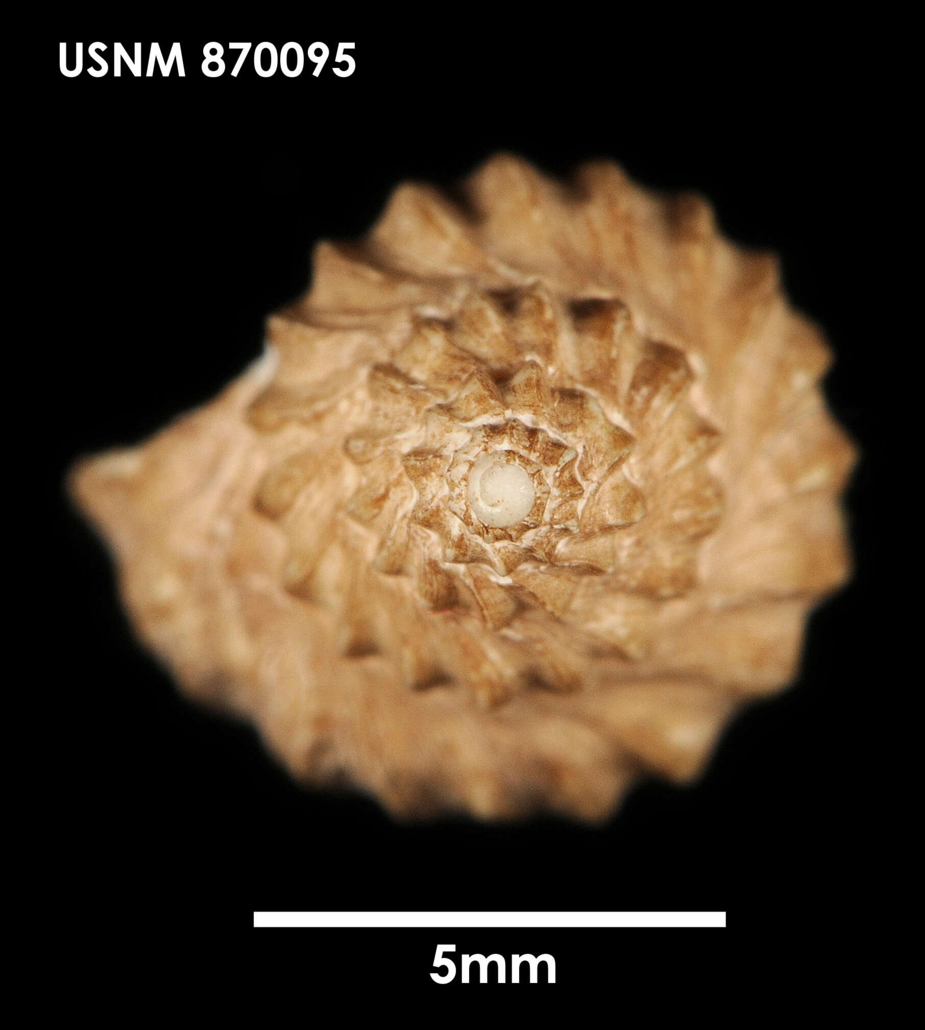 Image of Enixotrophon declinans (R. B. Watson 1882)