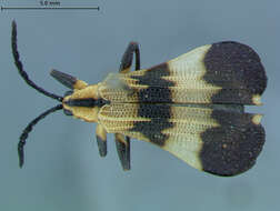 Image of Notobranchaeidae Pelseneer 1886