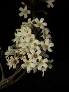 Image de Cordia gerascanthus L.