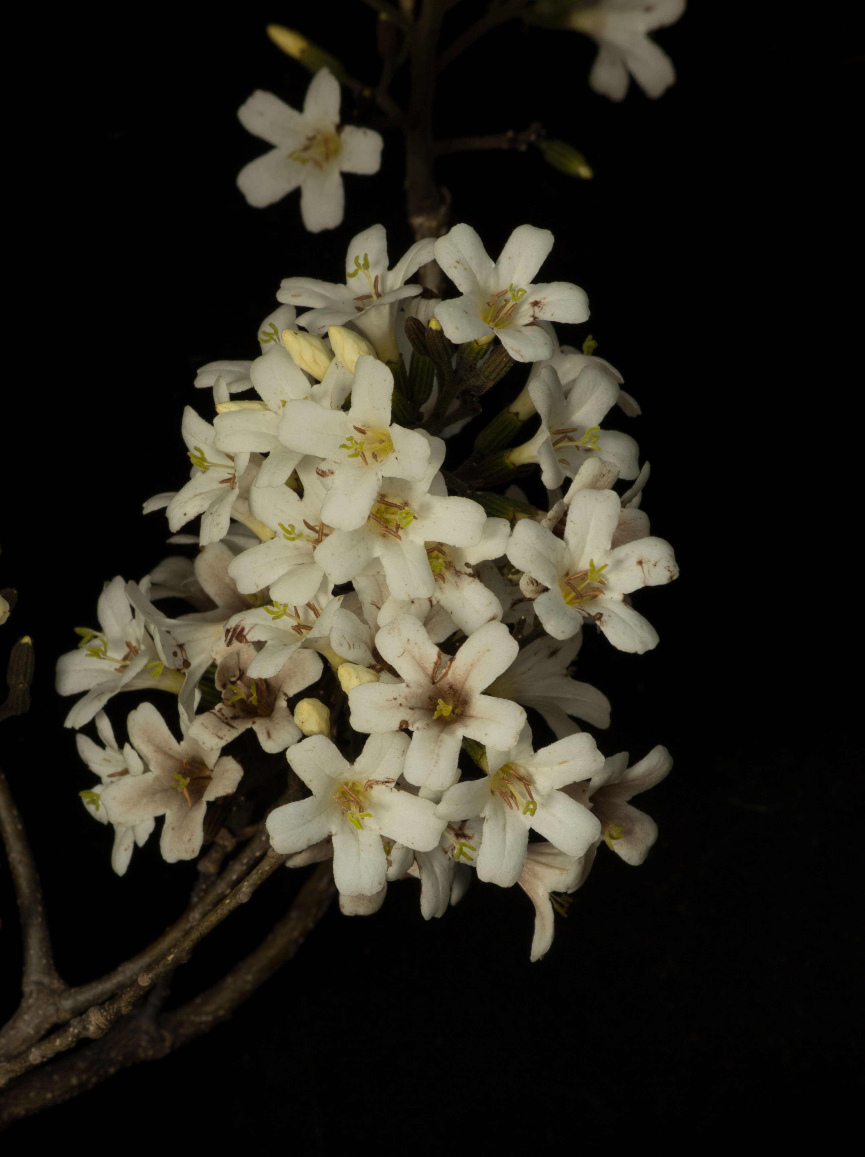 Image de Cordia gerascanthus L.