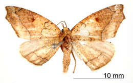 Image of Mychonia tepida Dognin 1900