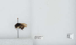 Bombus ephippiatus Say 1837 resmi