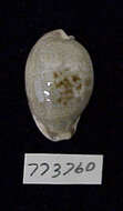 Image of Erronea pallida (J. E. Gray 1824)