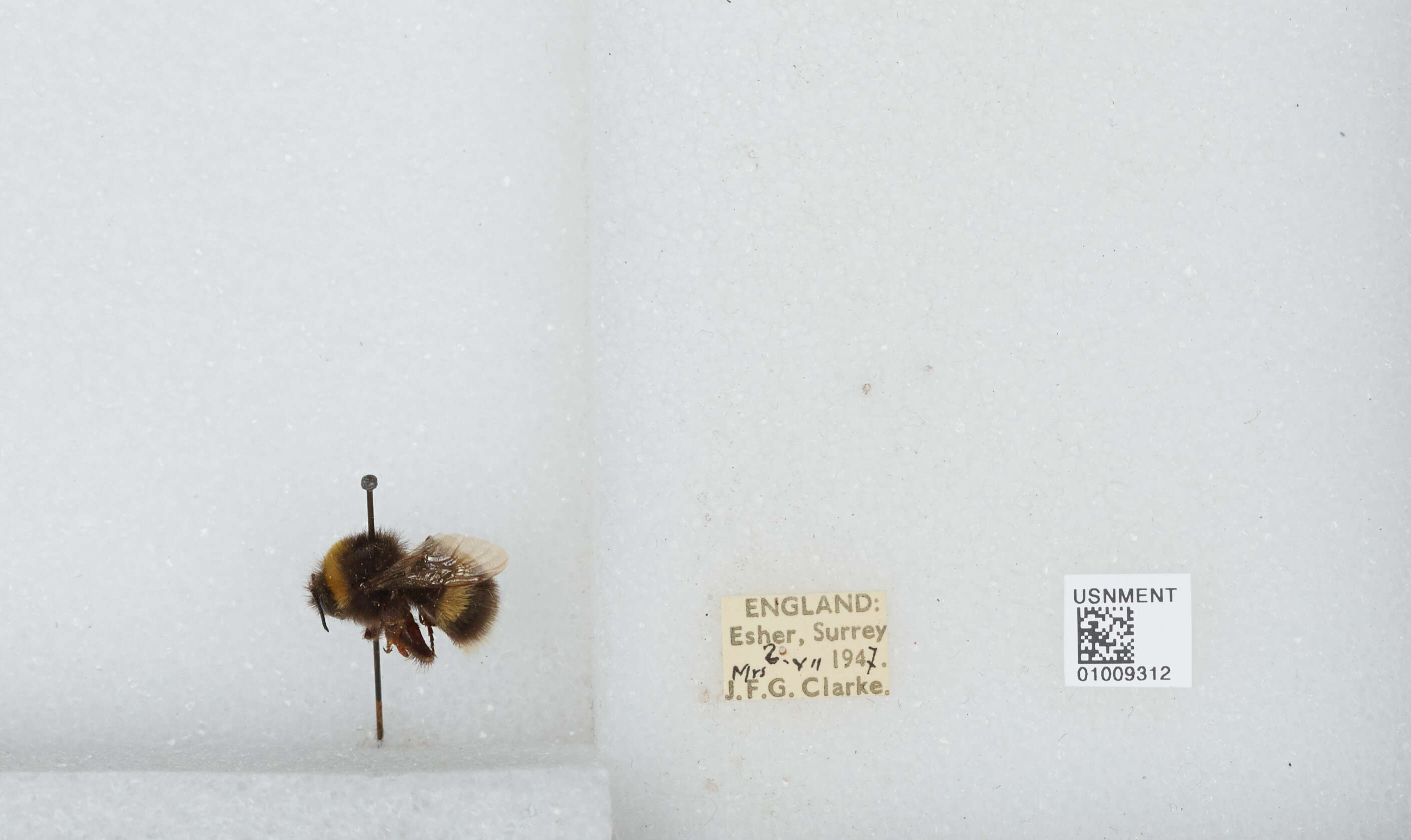 Image of White-tailed bumblebee