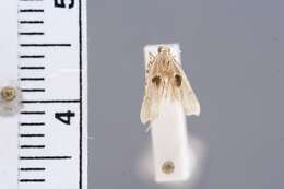 Image of Deltoplastis lamellospina Wu & Park 1998