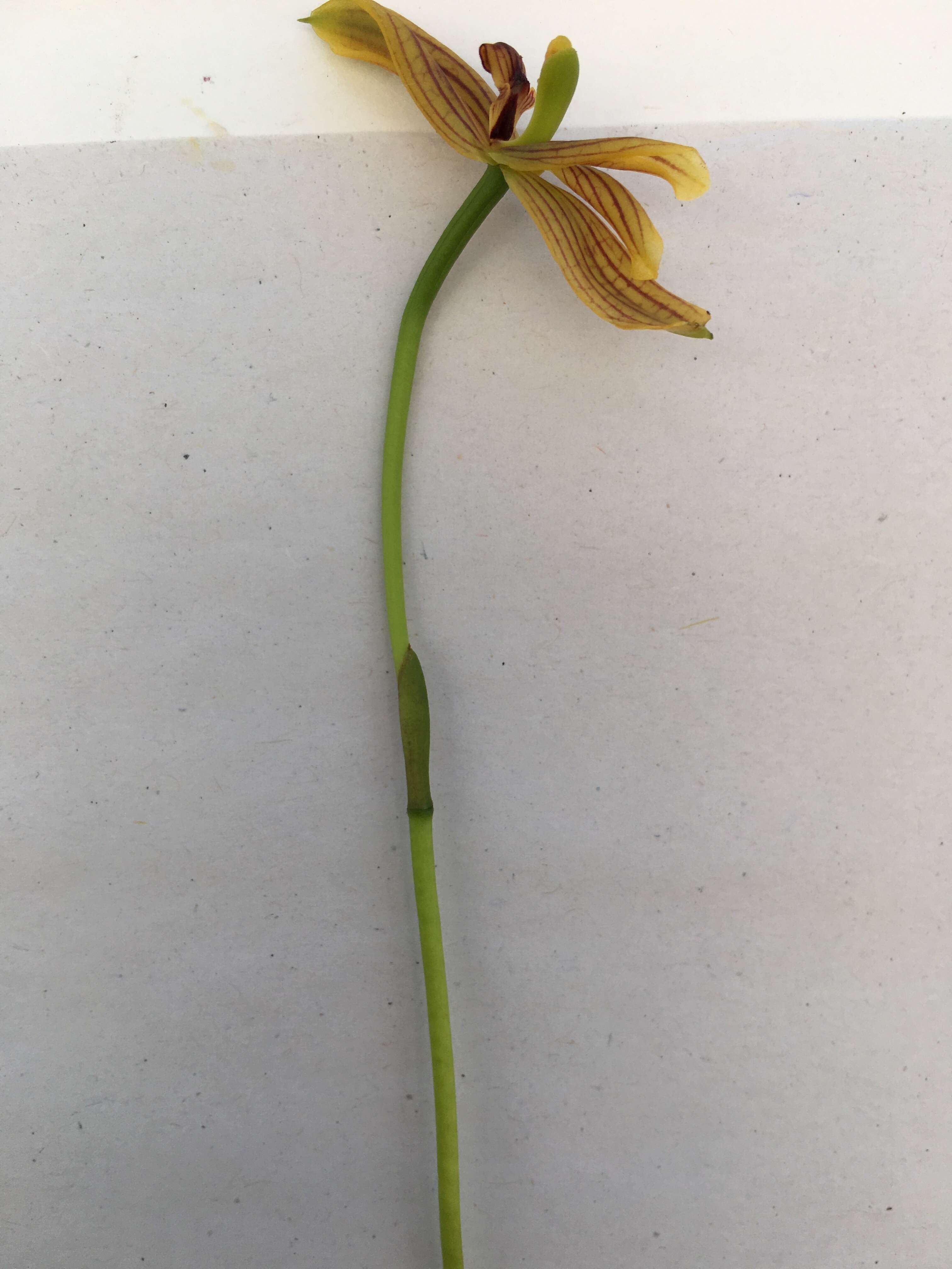Image of Maxillaria lineolata (Fenzl) Molinari