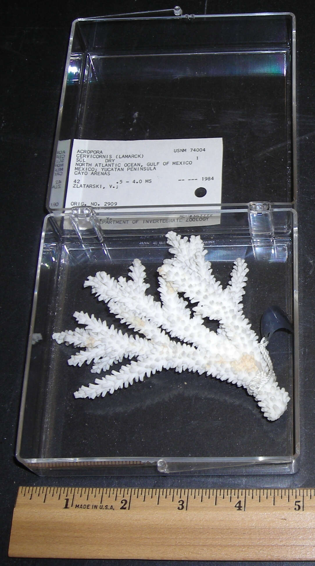 Image of Staghorn Coral