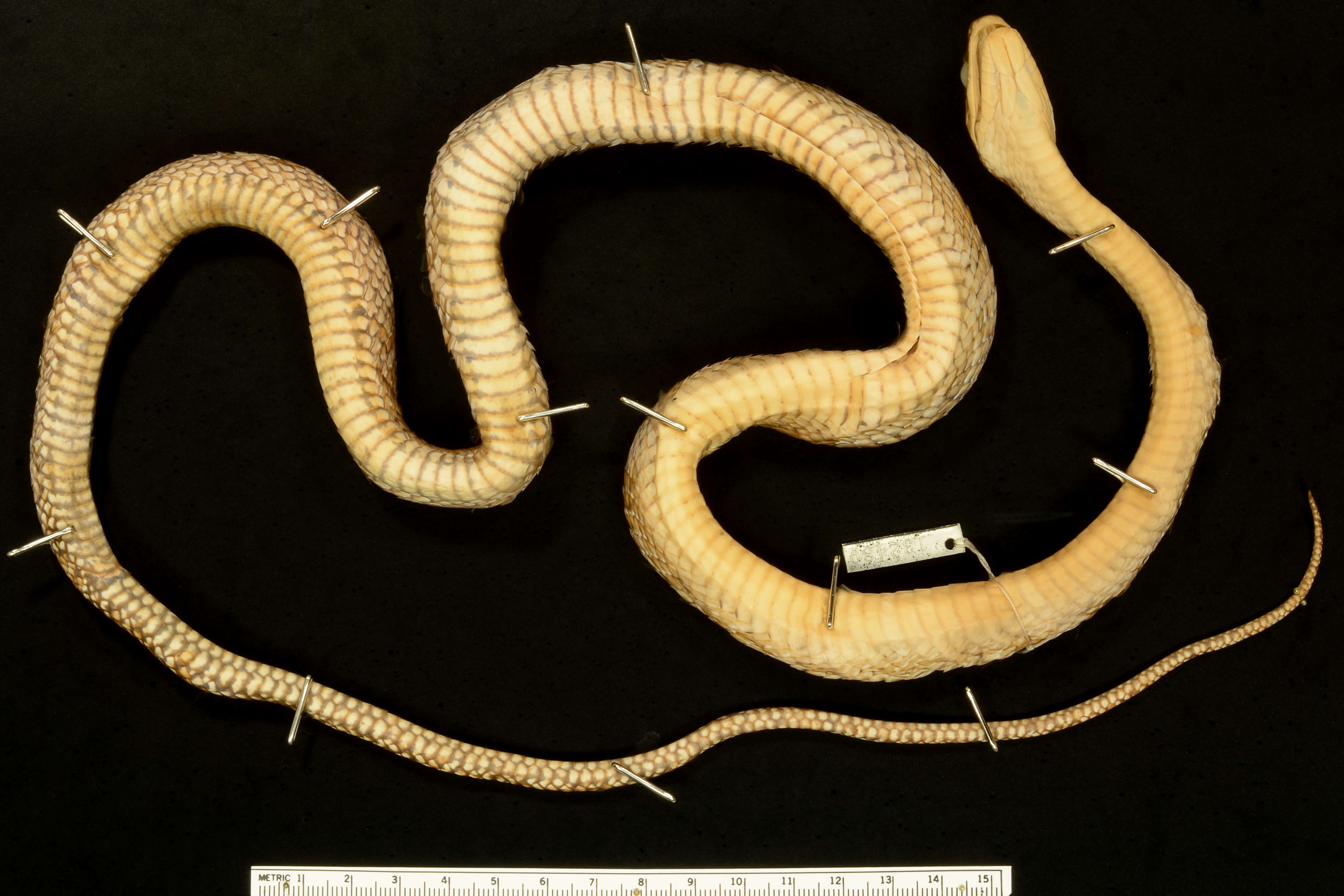 Image of Shropshire's Puffing Snake