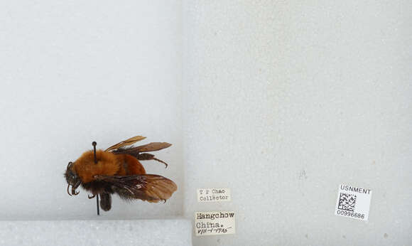 Image of Bombus atripes Smith 1852