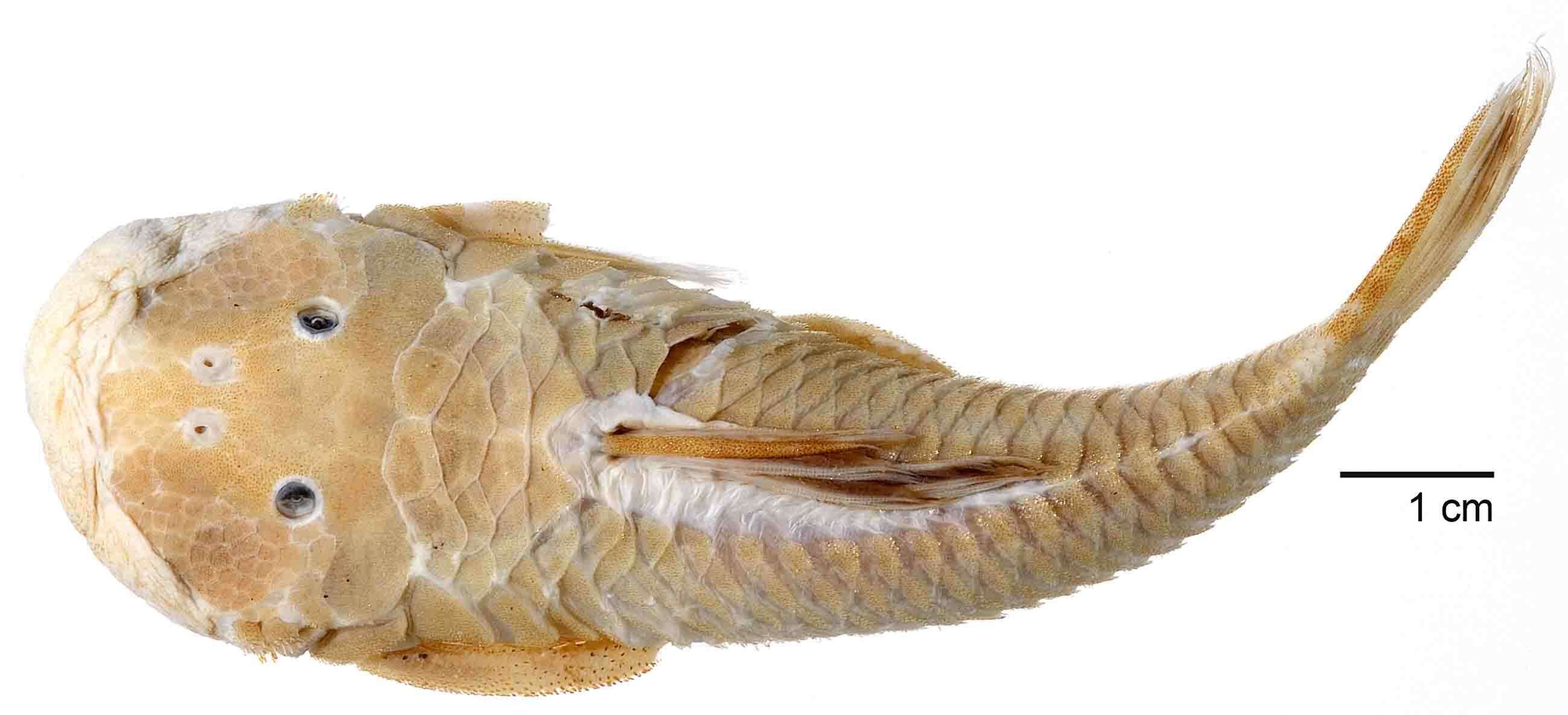 Image of Chaetostoma anomalum Regan 1903