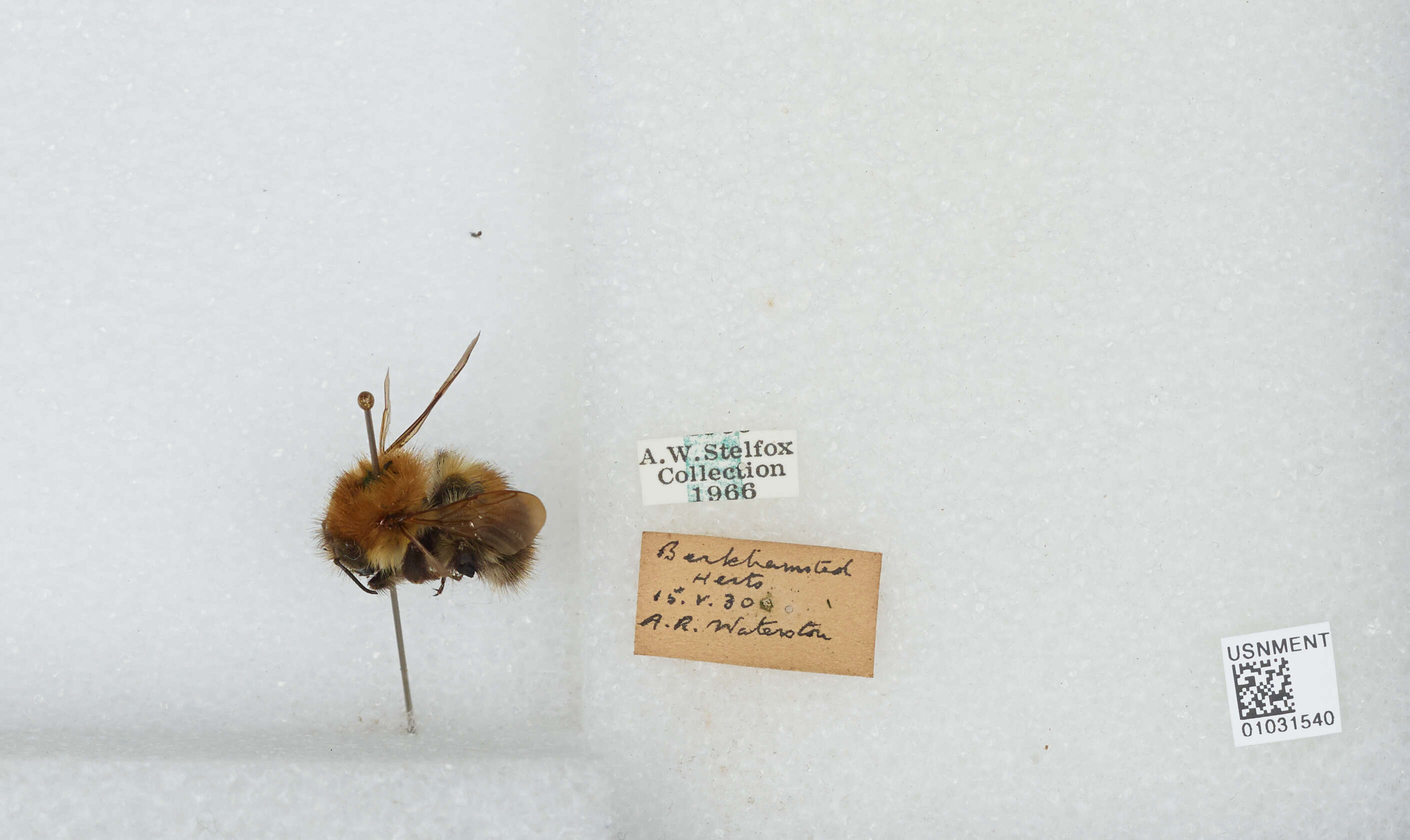 Image of Common carder bumblebee