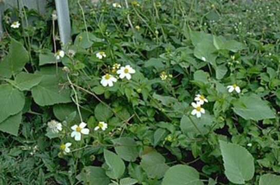 صورة Bidens alba var. radiata (Sch. Bip.) Ballard