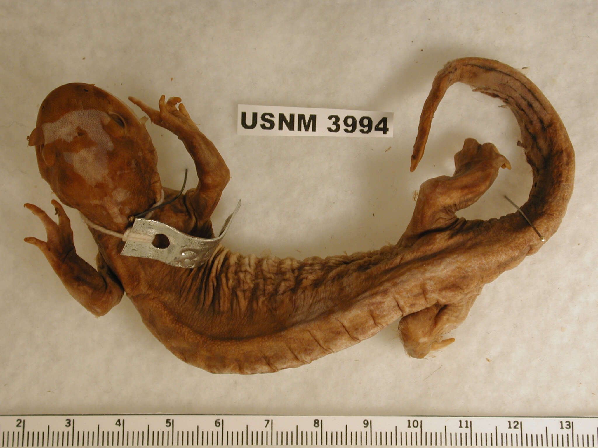 Image of Eastern Tiger Salamander