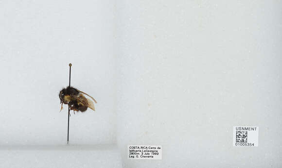 Image of Bombus ephippiatus Say 1837