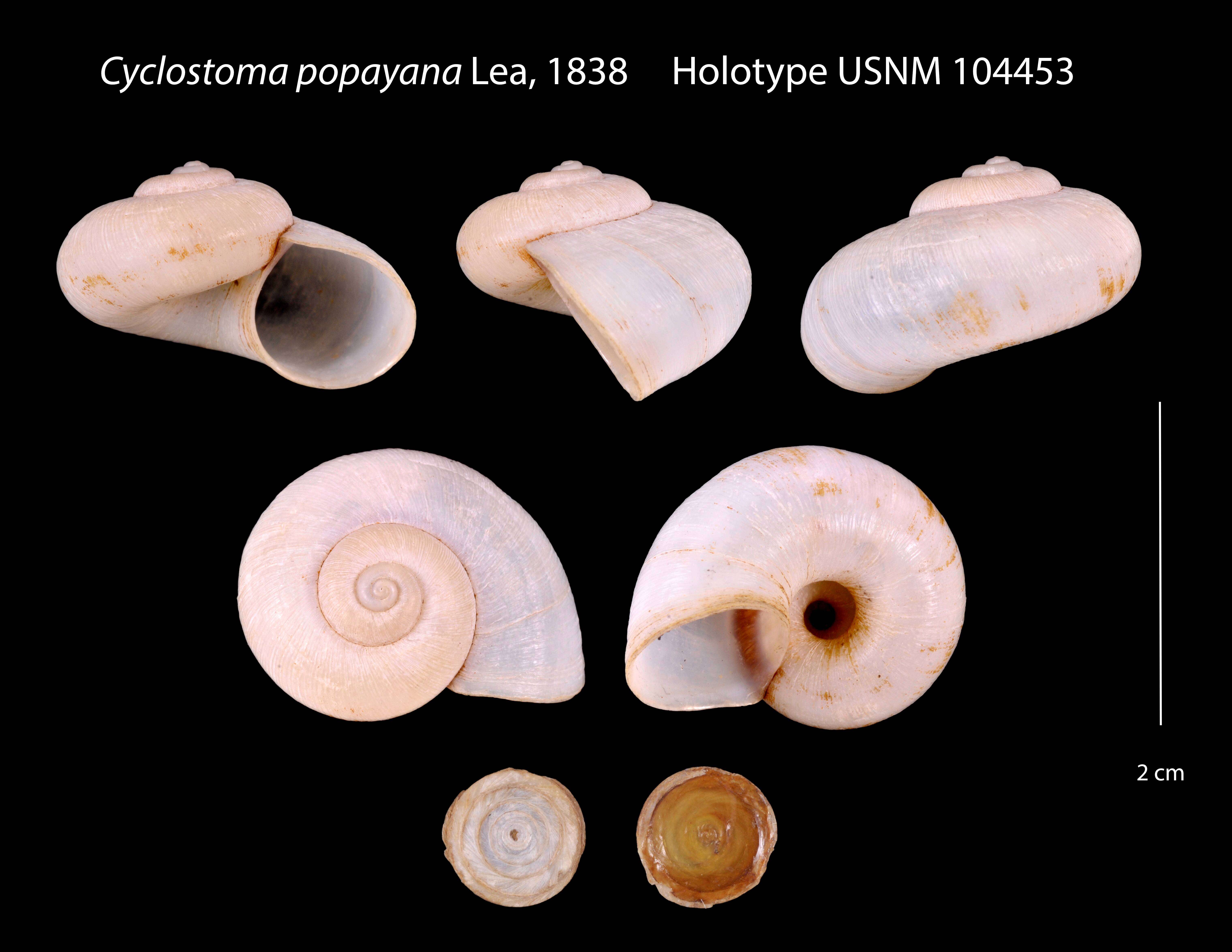 Image of <i>Cyclostoma popayana</i> Lea