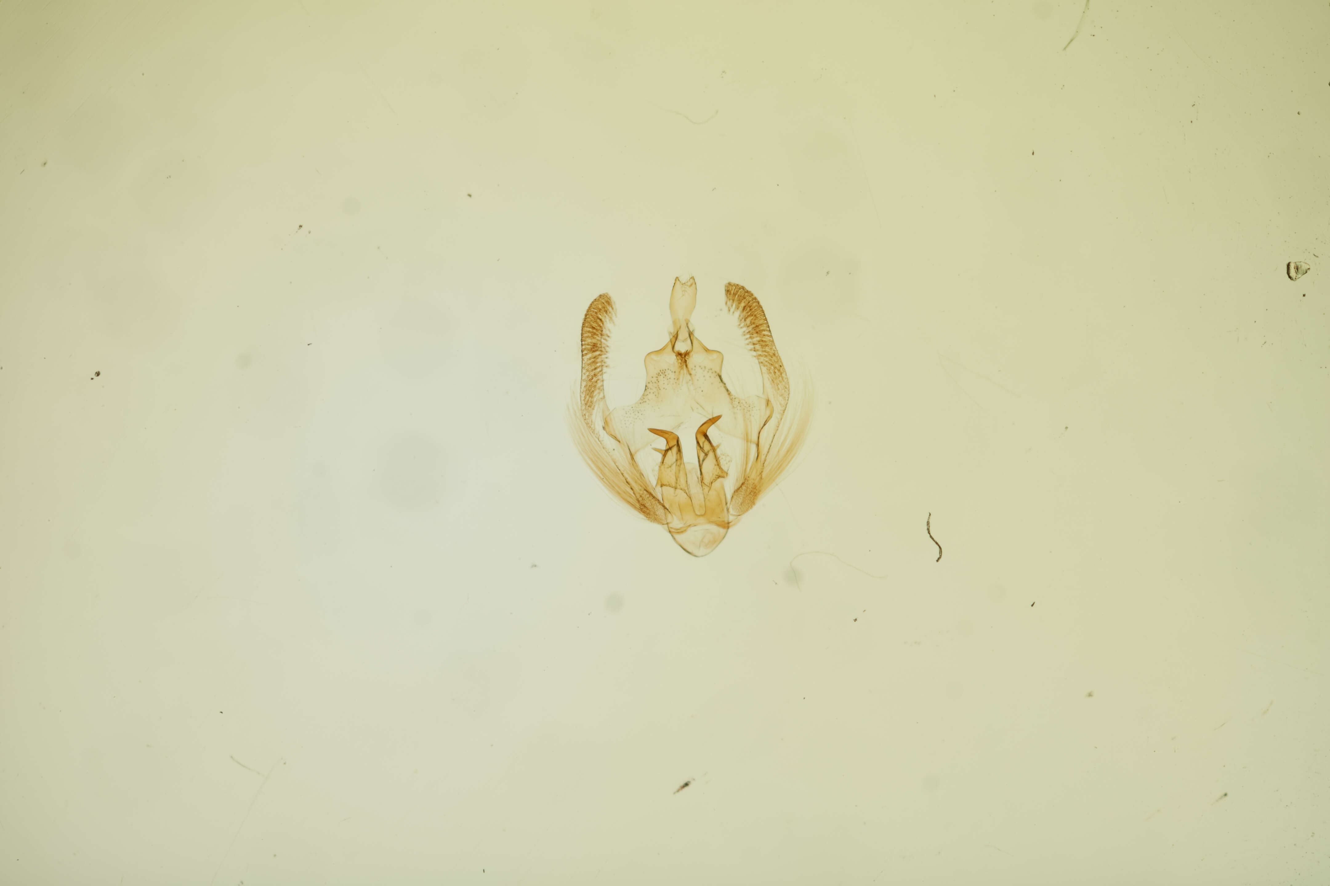 Image of Zetesima portentosa Busck 1914