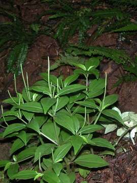 Image of Woodland Peperomia