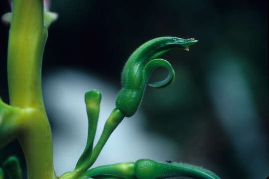 Image de Heliconia aemygdiana Burle-Marx