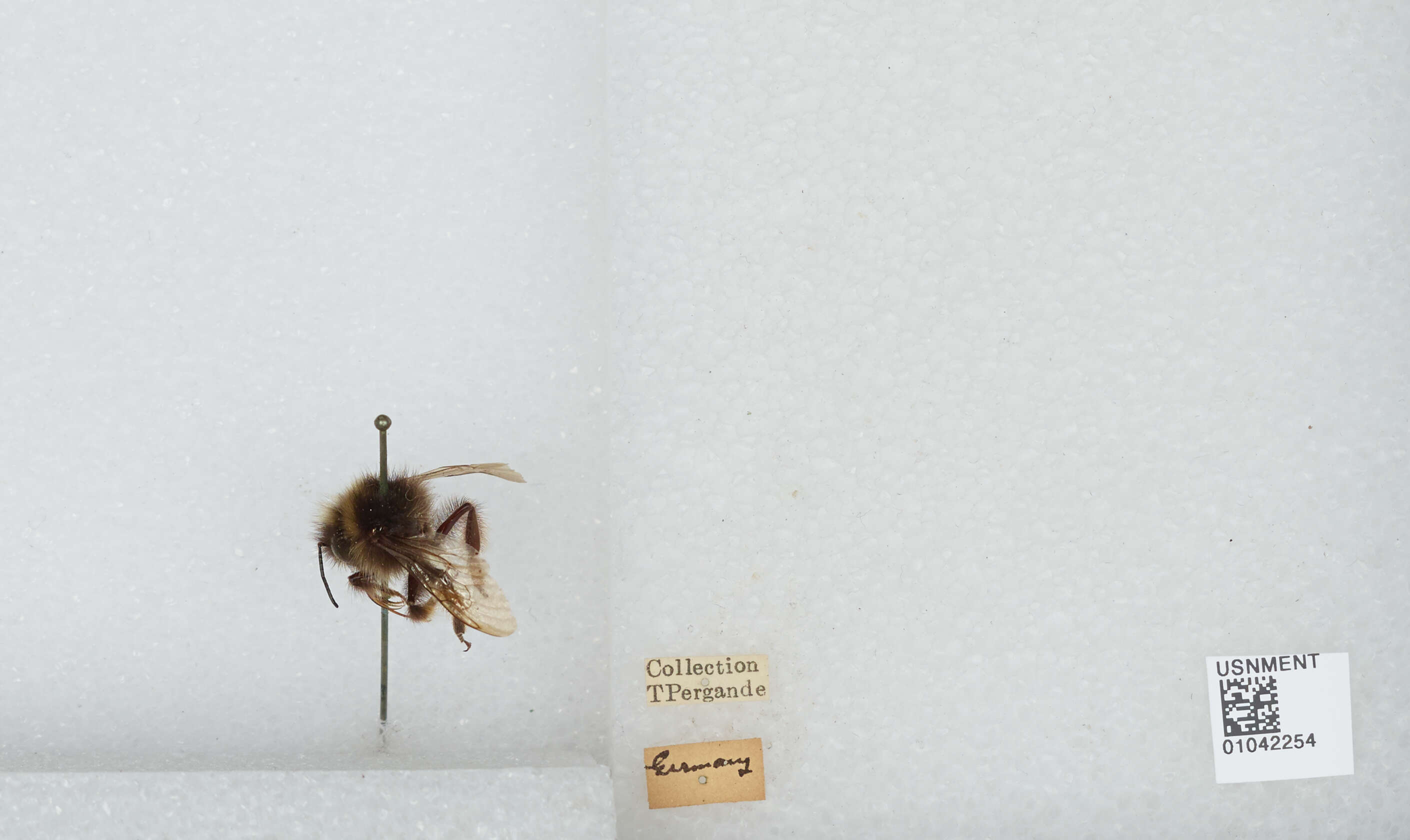 Image of Bombus wurflenii Radoszkowski 1860