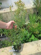 Image of lanceleaf rose gentian