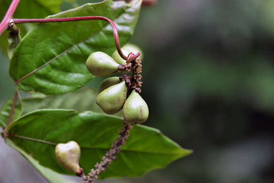 Image of Paullinia imberbis L. Radlk.