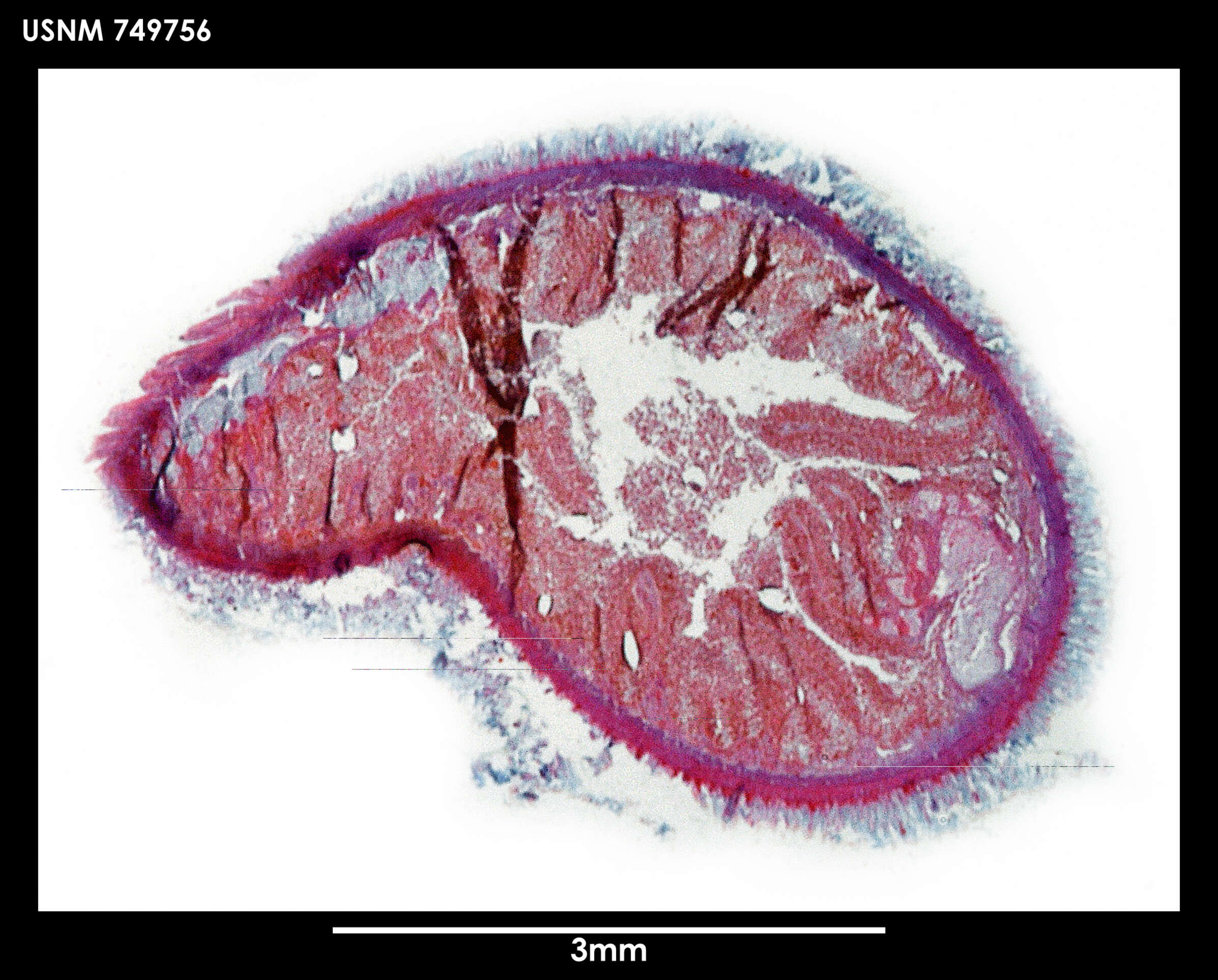 Image of Spengelomenia polypapillata Salvini-Plawen 1978