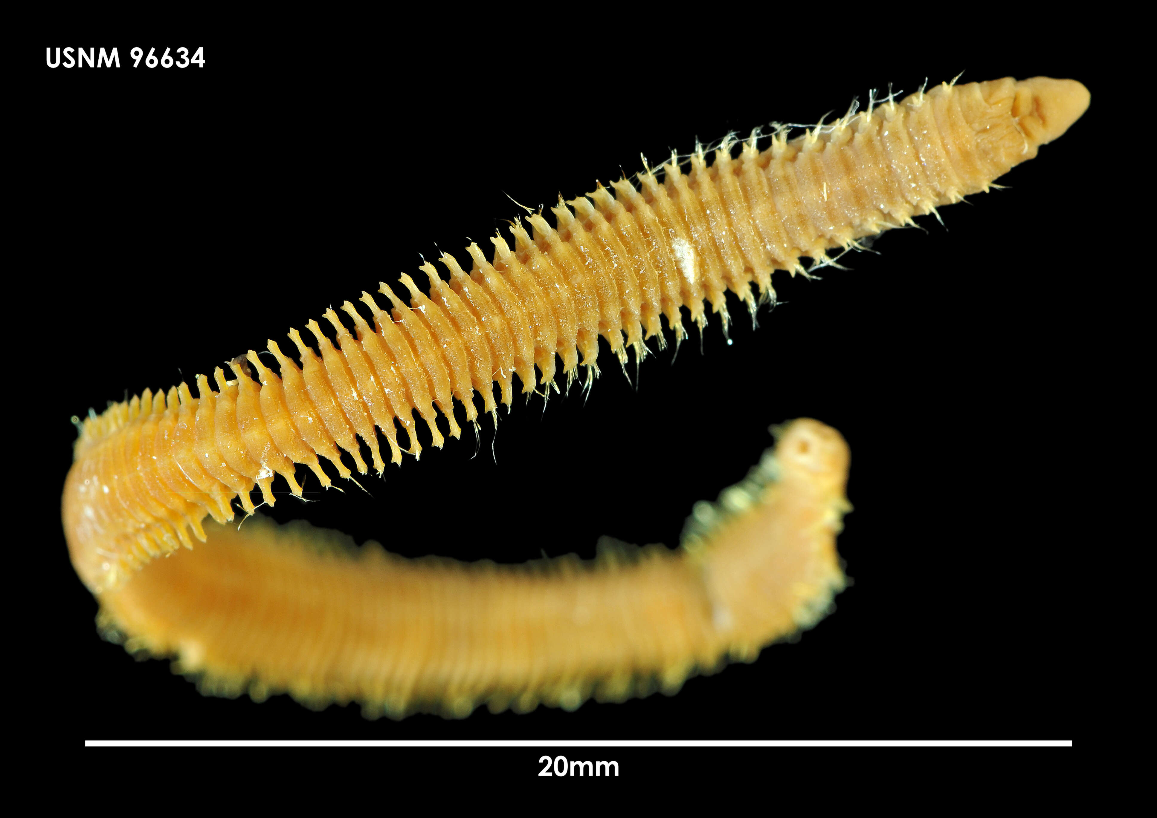 Image de Augeneria tentaculata Monro 1930