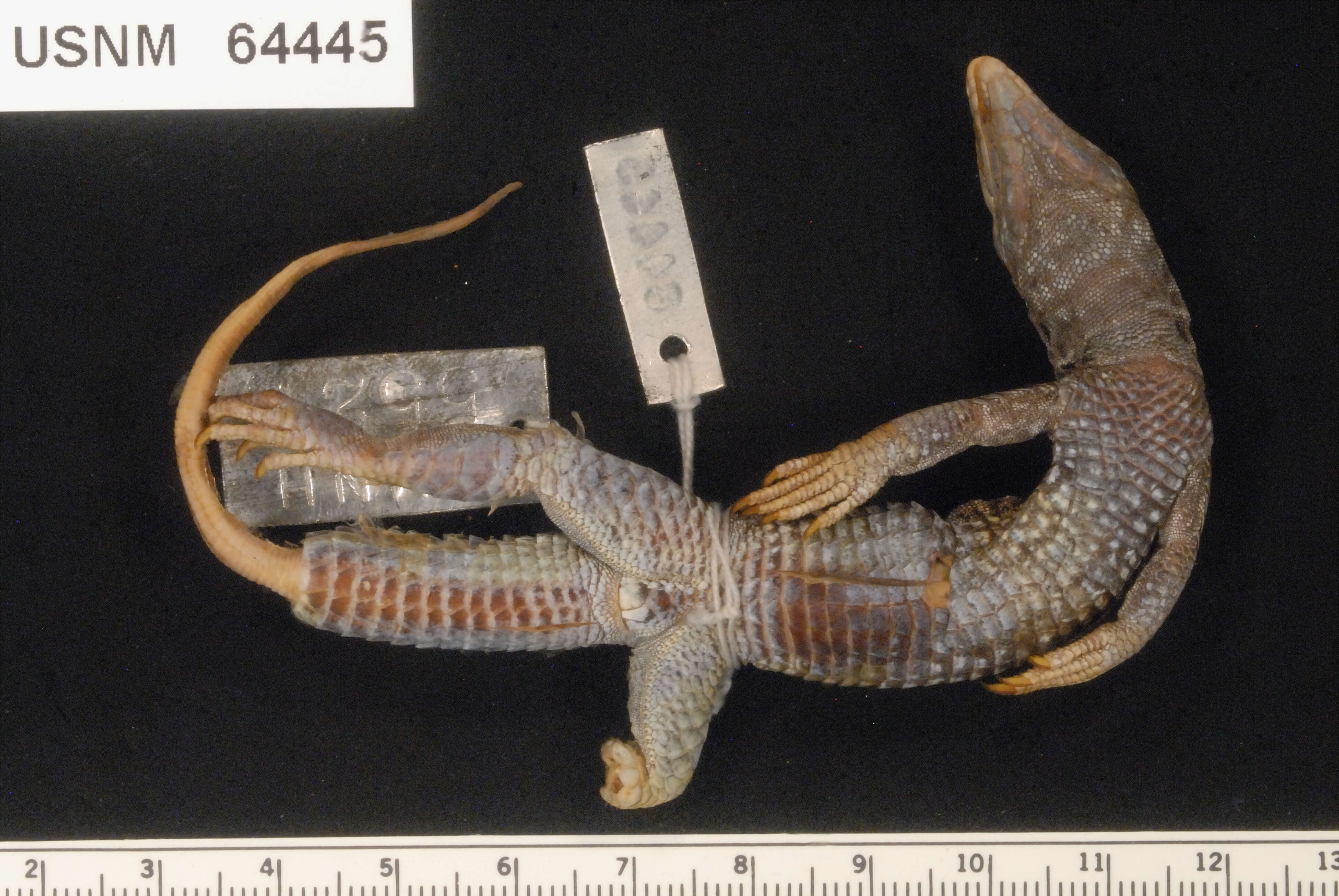 Image of Tiger Whiptail