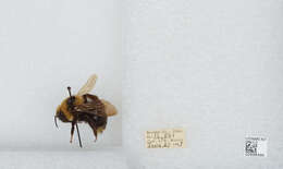 Image de Bombus insularis (Smith 1861)