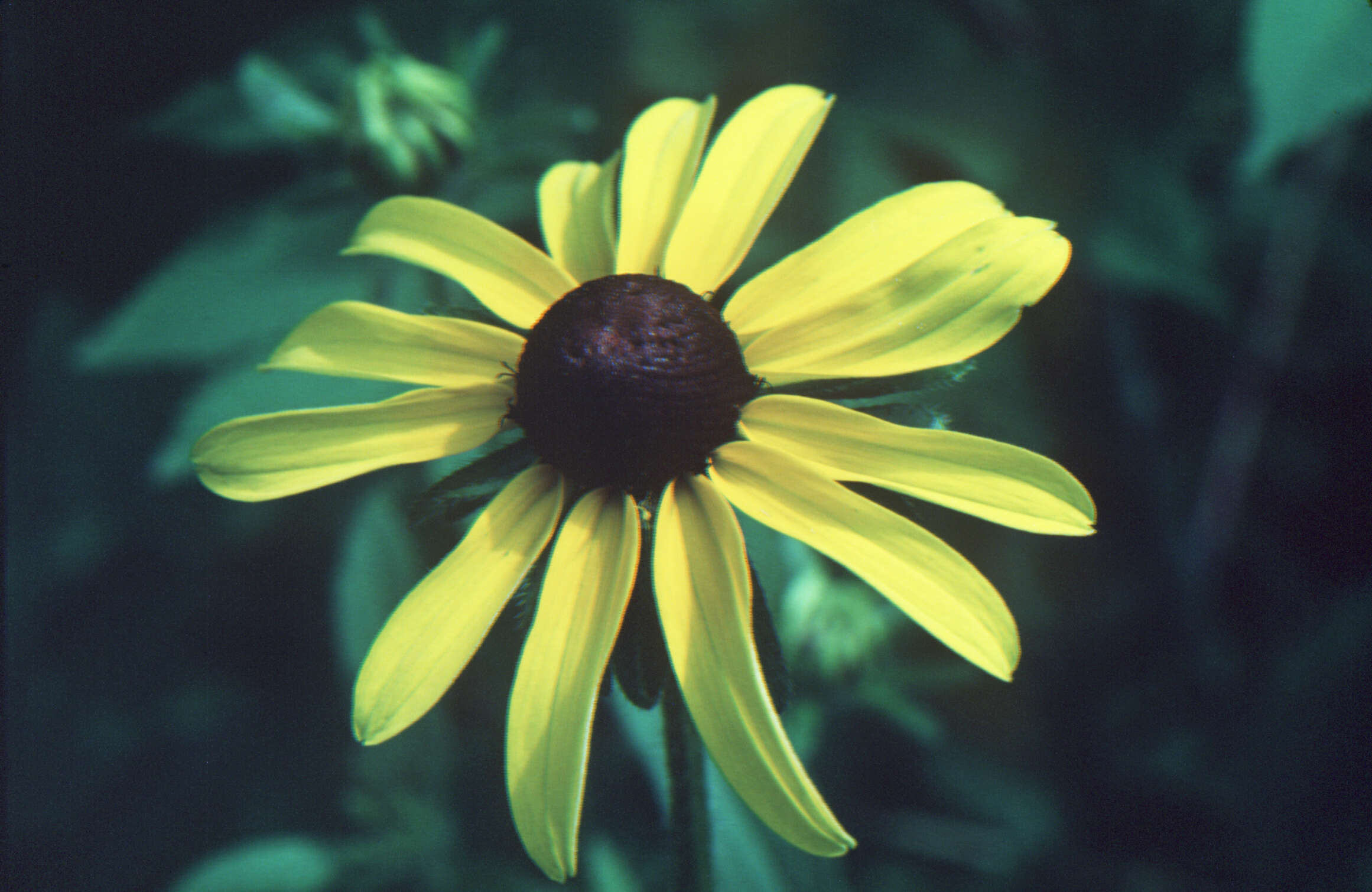 Image of blackeyed Susan