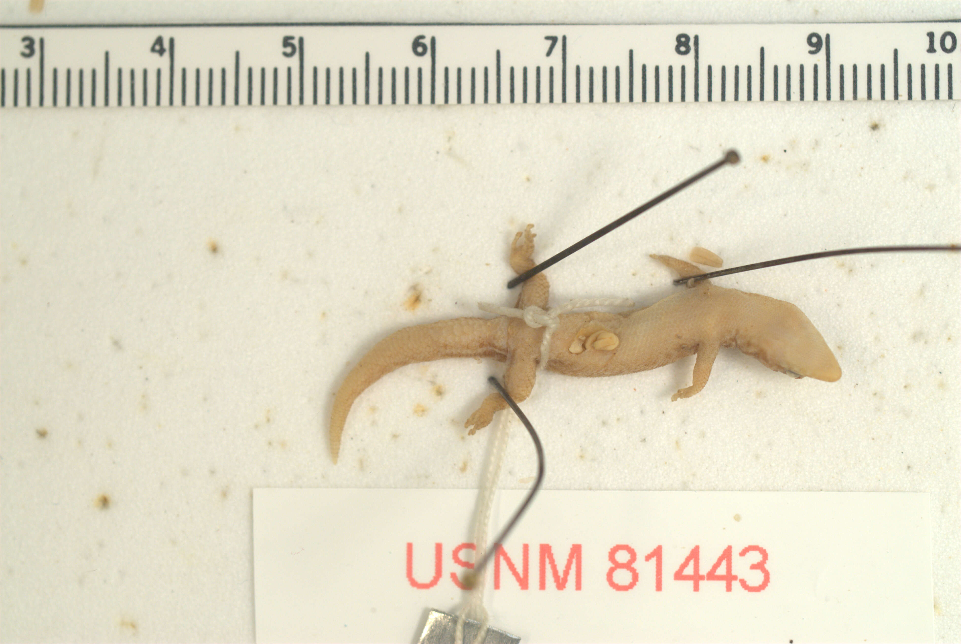 Sphaerodactylus caicosensis Cochran 1934的圖片