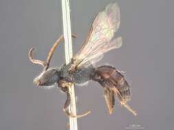 Image of Halictus