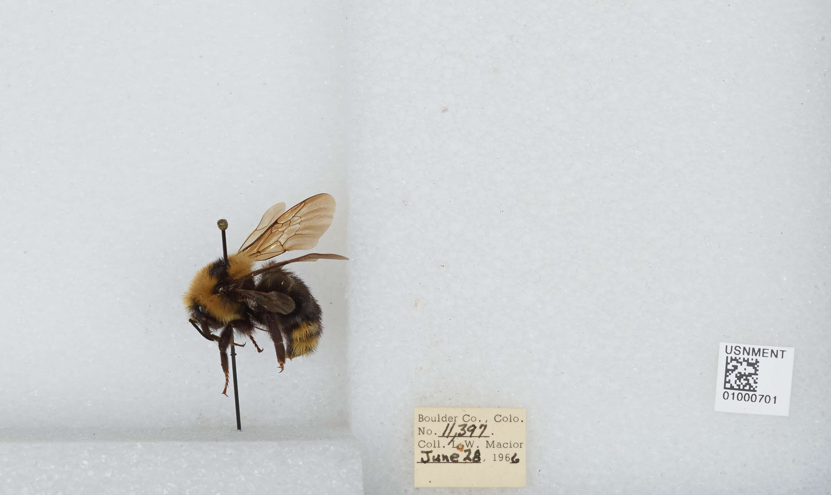 Image de Bombus insularis (Smith 1861)