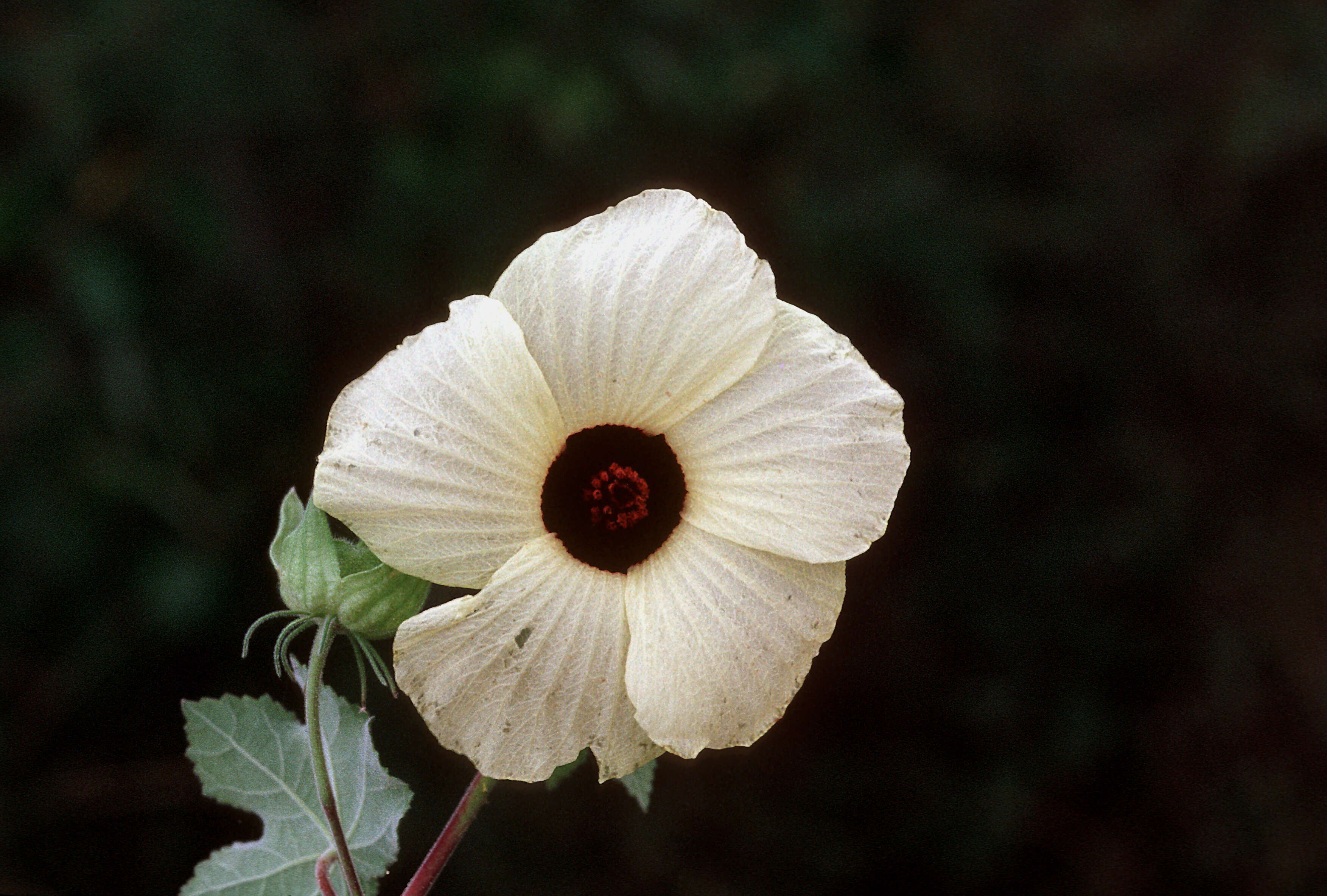 Image of tropical fanleaf