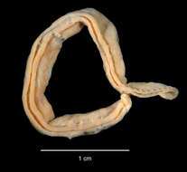 Sivun Ophelina nematoides (Ehlers 1913) kuva